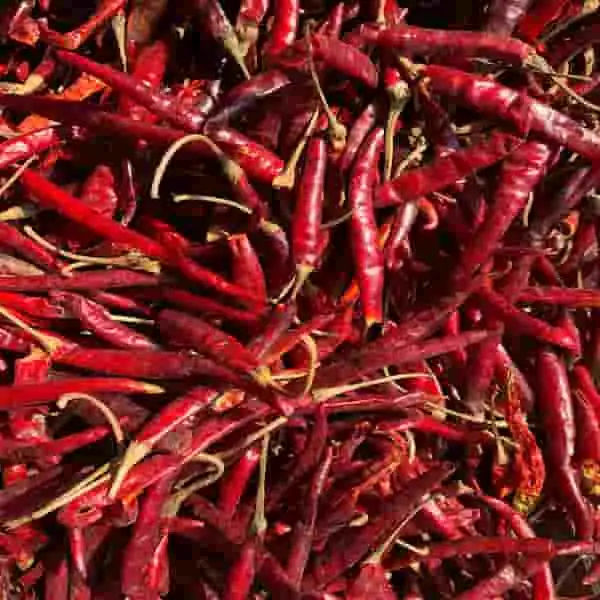 Chile de Arbol