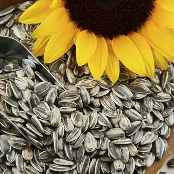 Semilla Girasol